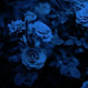 Meet your Posher, Letoila